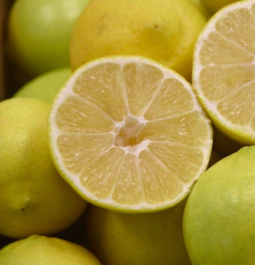 Citrus × limettioides PALESTINE – Sweet lime | Indian sweet lemon