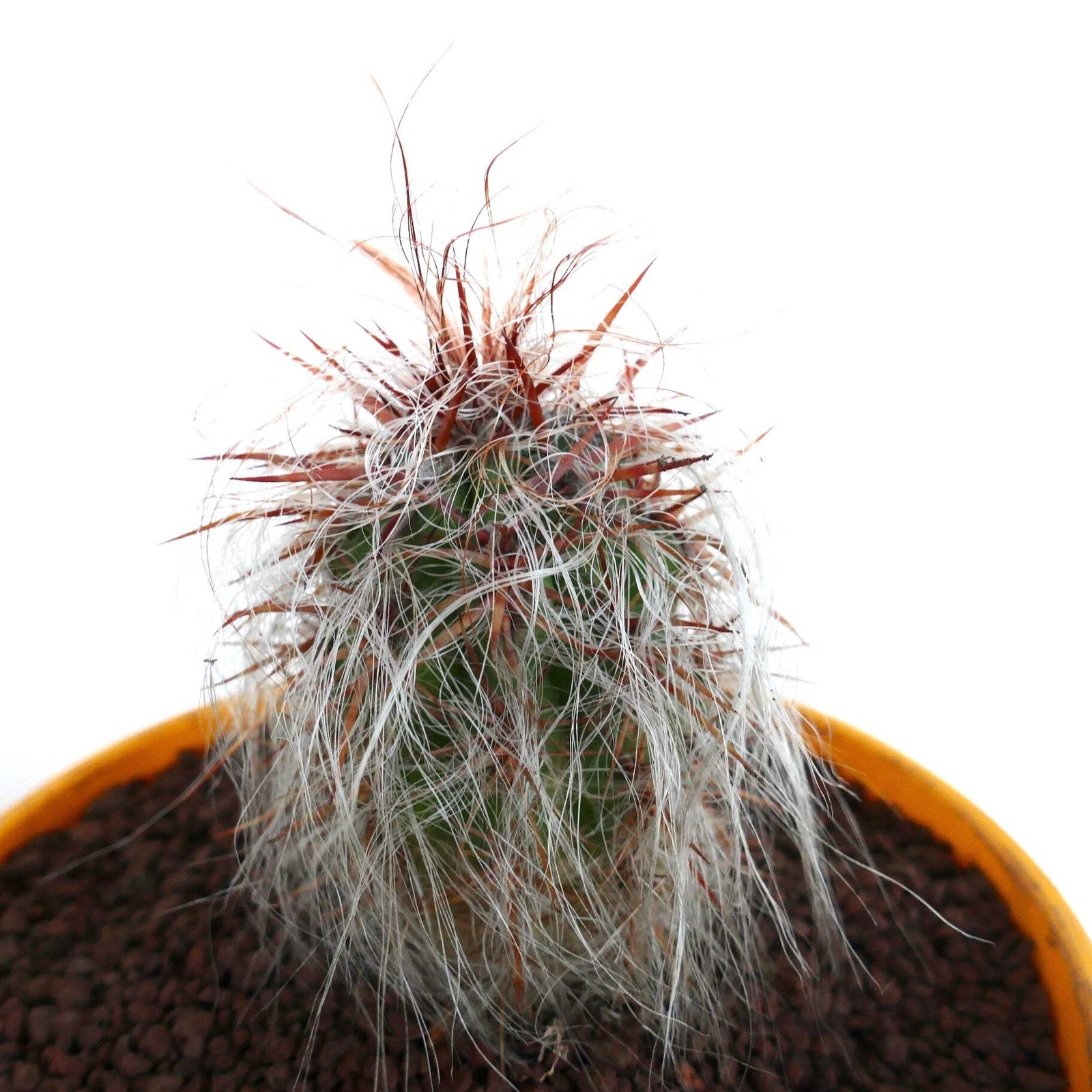 Oreocereus celsianus STRONG RED SPINES – Old man of the mountain | Mountain cact