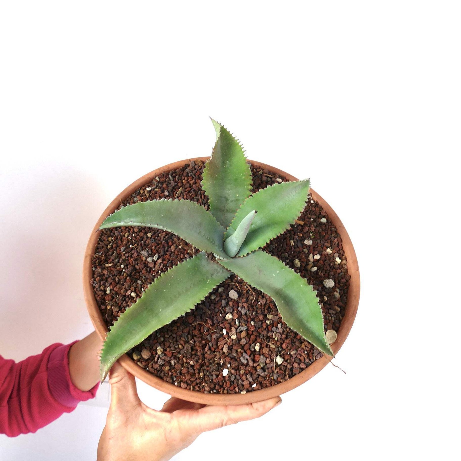 Agave gypsophila SELECTED specimen 32cm RMOT – Gypsum century plant | Chalk agav