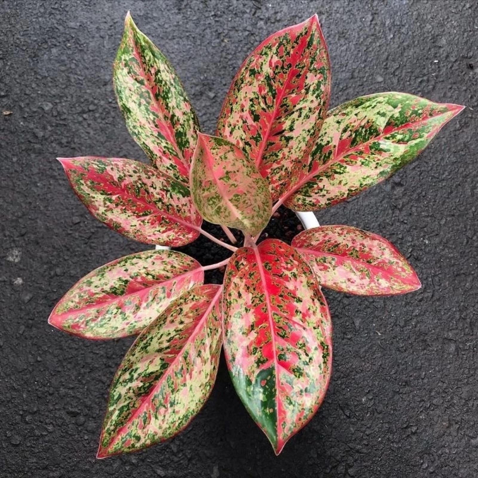 Aglaonema Red Coconut Delight Rare Red Chinese Evergree Tropical Houseplant