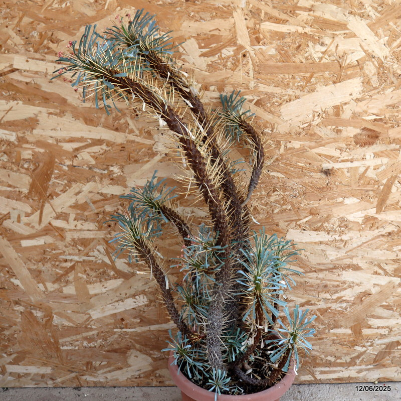 D4592 EUPHORBIA MULTIFOLIA pot25-H72-W32 cm MaMa Cactus