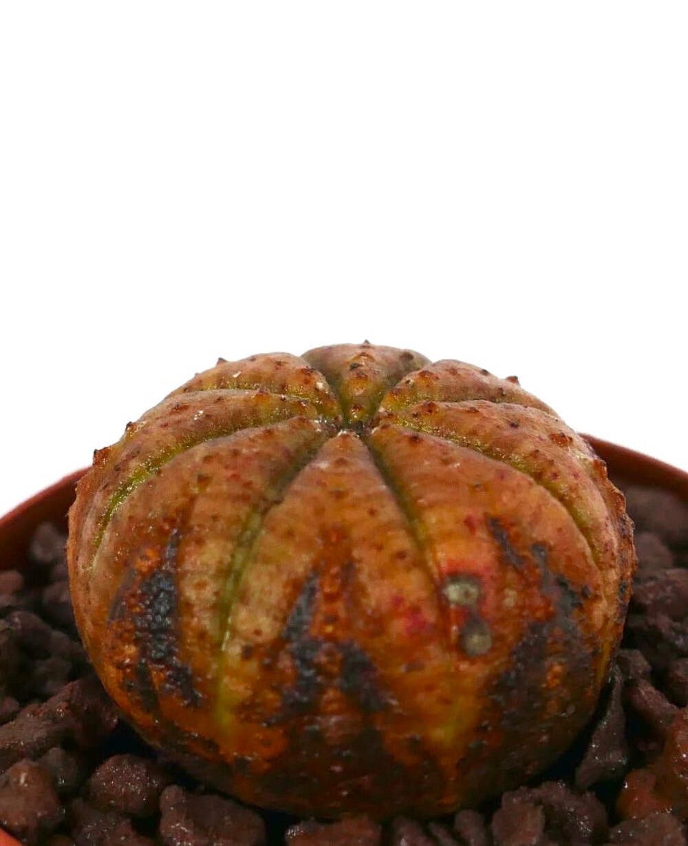 Euphorbia obesa ORANGE YELLOW WITH SOME DARK BROWN AREAS – Baseball plant | Bask