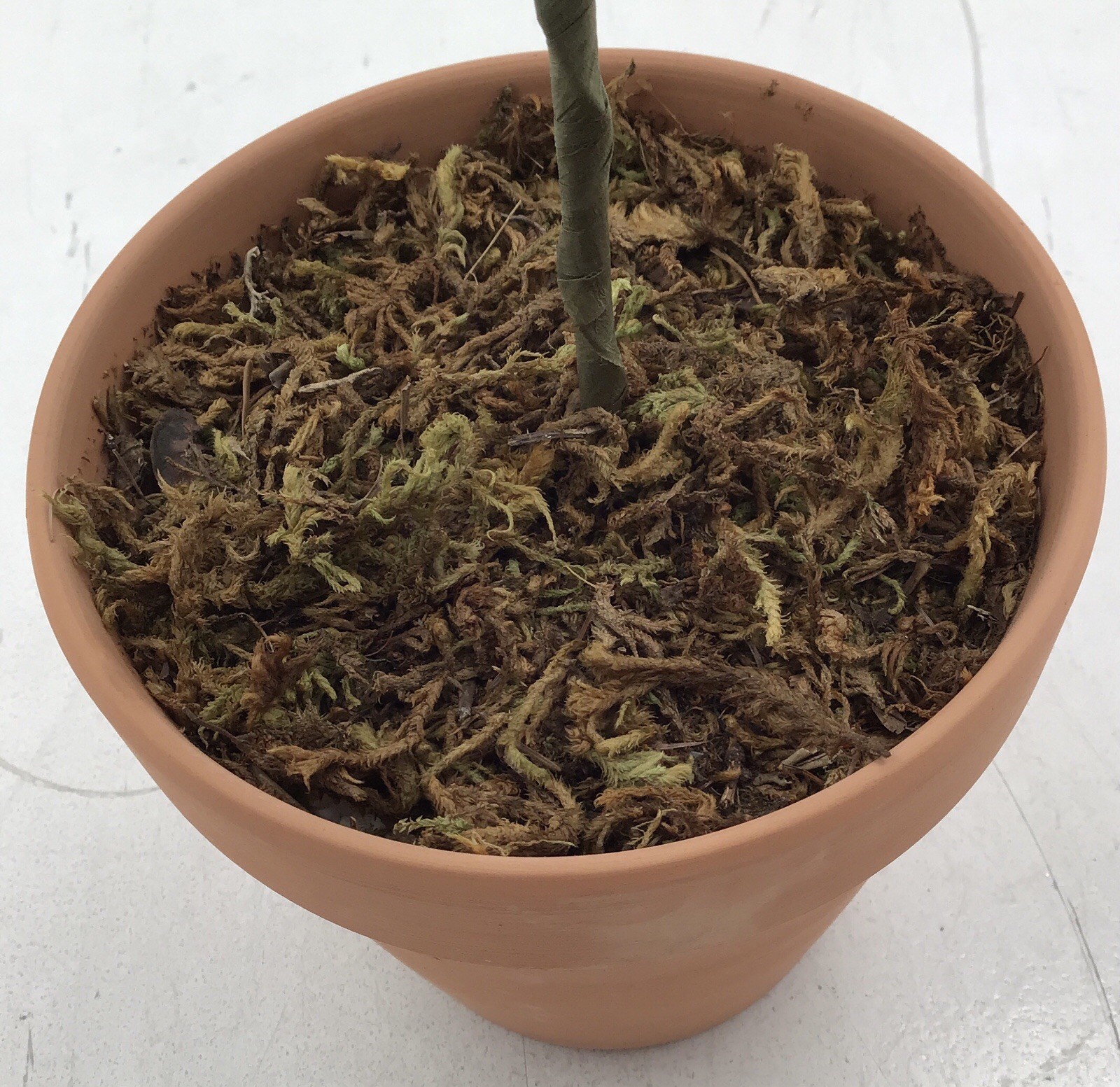 Transpac Faux Lemon Tree in Terracotta Pot Tabletop Plant 20 Inches Tall