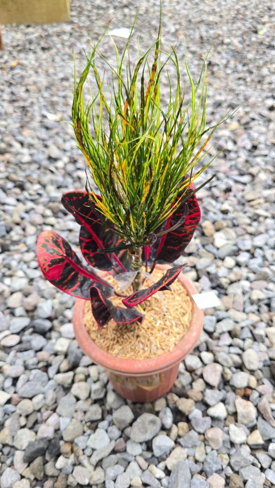 Real Picture Codiaeum Variegatum Croton Picasso Paint Brush