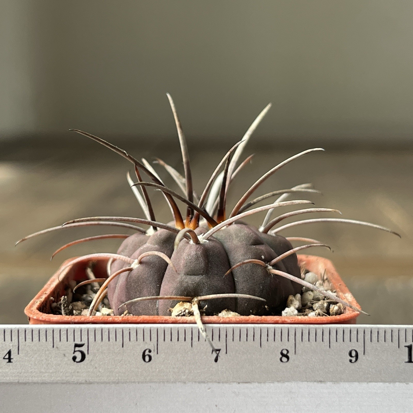A12-1347. G. spegazzinii Lf 68, La Angostura, Salta, own root