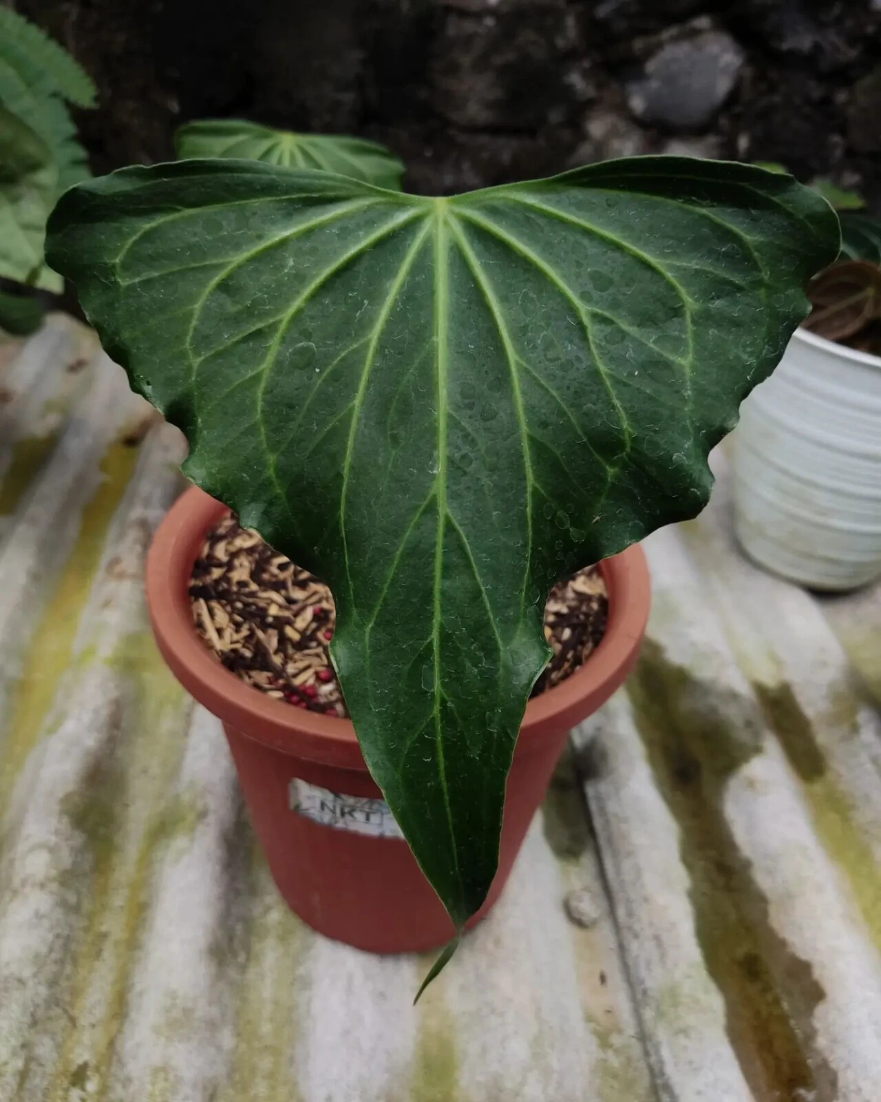 Anthurium Delta Force + Phytosanitary (no monstera no philodendron)