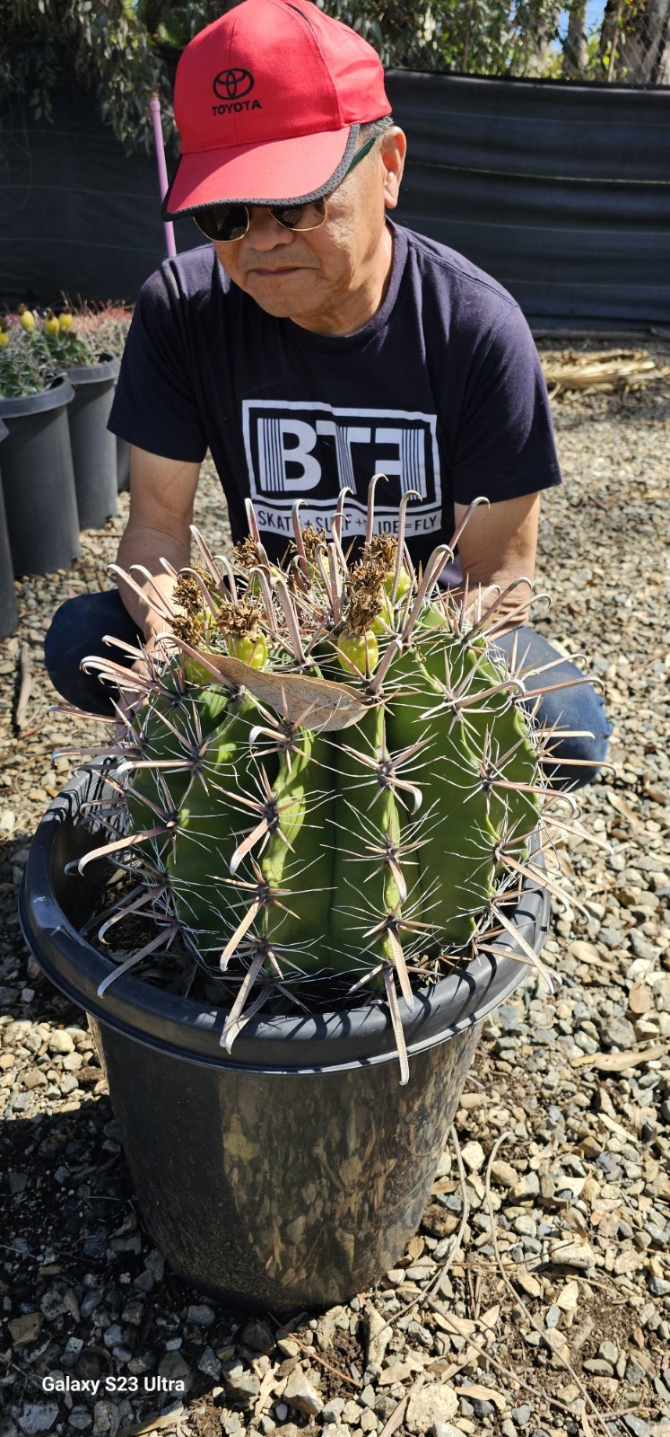FEROCACTUS HERRERAE Cactus 15gal