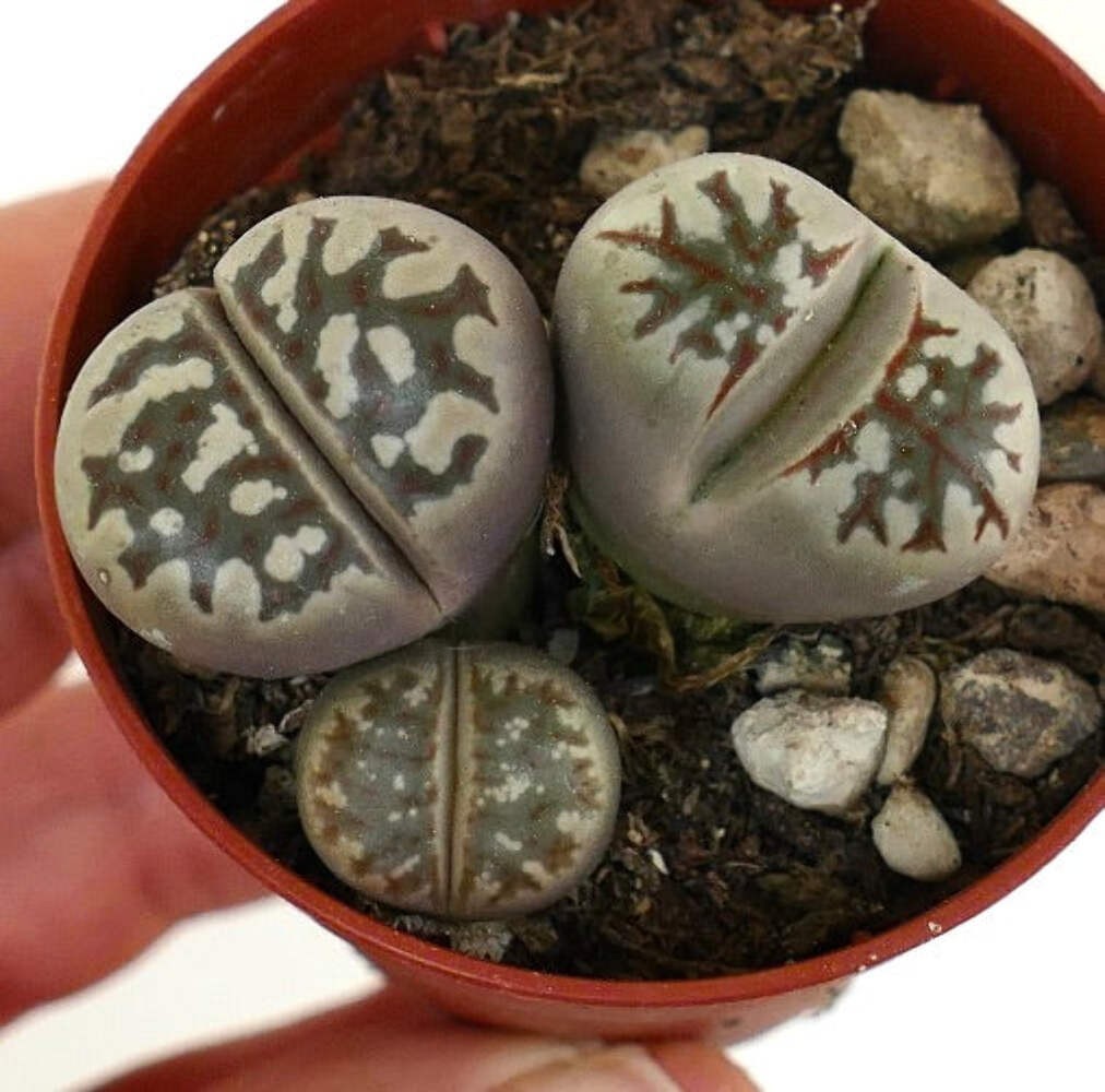 Lithops dorotheae C300 POT – Living stones | Pebble plant