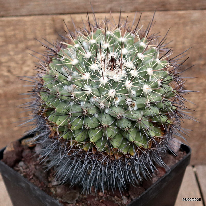 D3445 MAMMILLARIA MELANOCENTRA pot14-H17-W13 cm MaMa Cactus