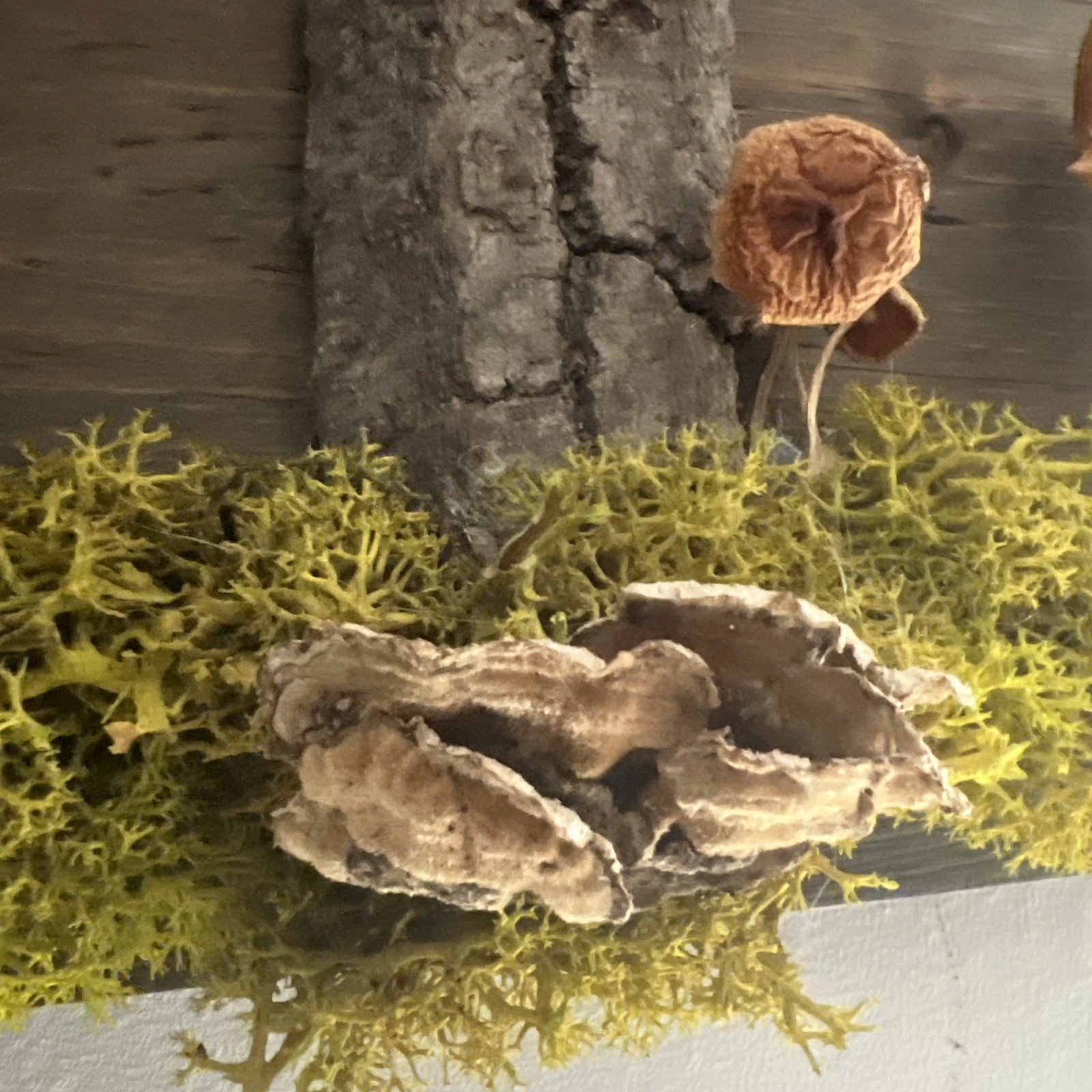 Natural Moss Handmade Art – Wood Wall Plaque Hanging Decor Real Dried Mushrooms