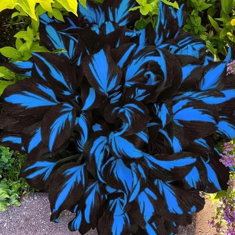 220+ Hosta Seeds Blue Perennial for Planting,Hosta Seeds Blue and Black,Rare Hos