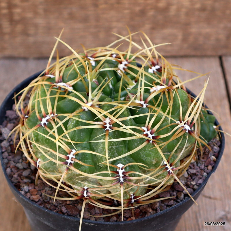 A8115 GYMNOCALYCIUM MULTIFLORUM pot14-H7-W13 cm MaMa Cactus
