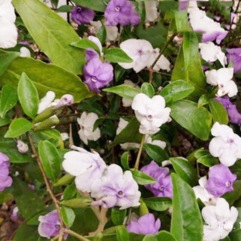 20 Jasmine Jasminum Seeds Shrubs Vines Plants Rare Beautiful Vine Home Garden
