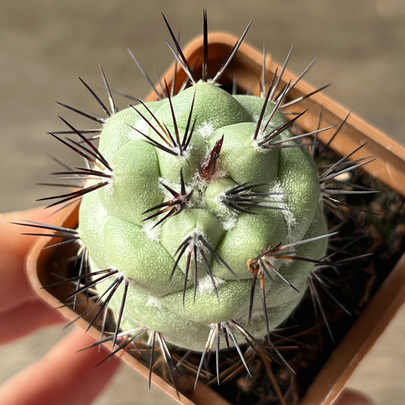A51-860 Ortegocactus macdougallii, grafted