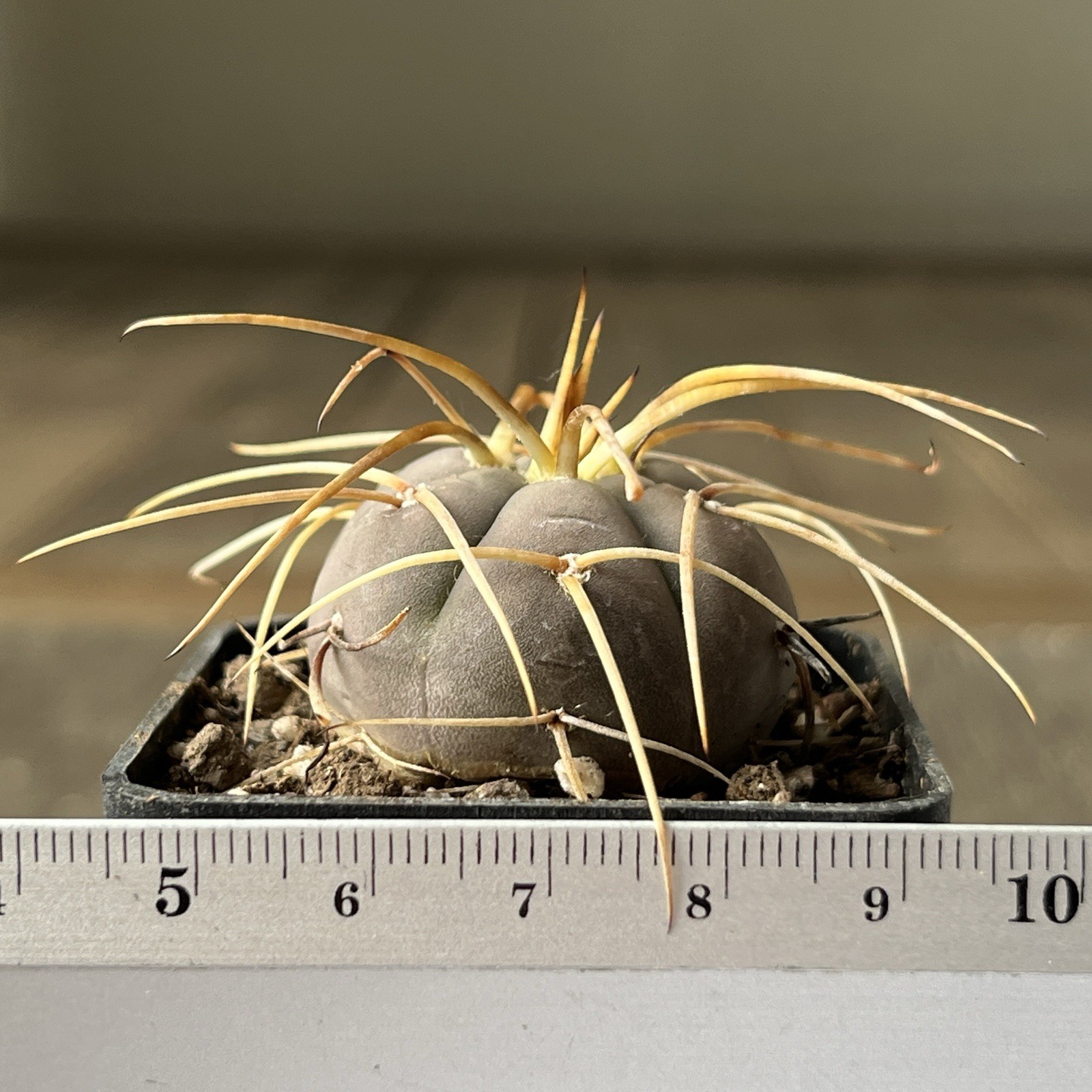 A12-817.G.cardenasianum, own root