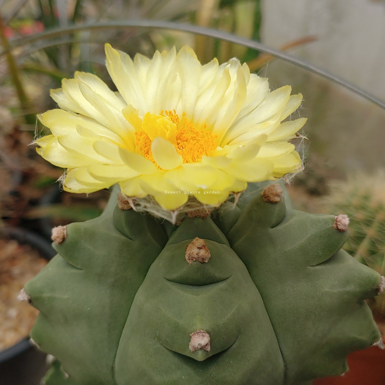 Astrophytum myriostigma kikko 25 grain
