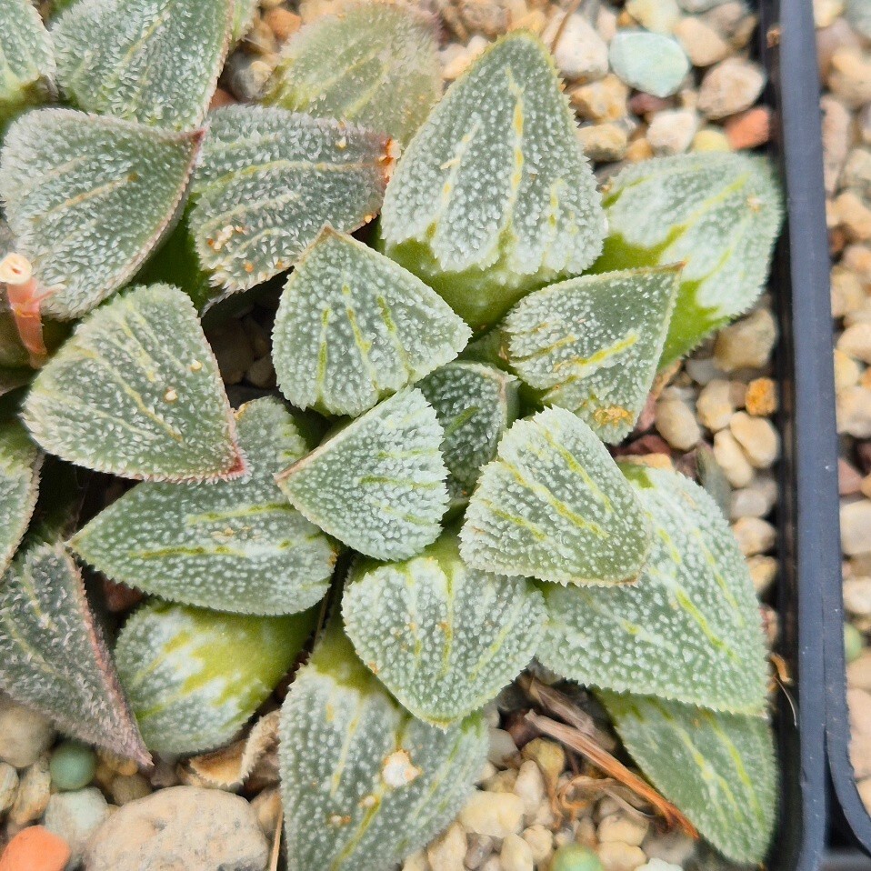 Haworthia comptoniana x pygmaea f. crystallina F2 mix 10seeds 2025 year
