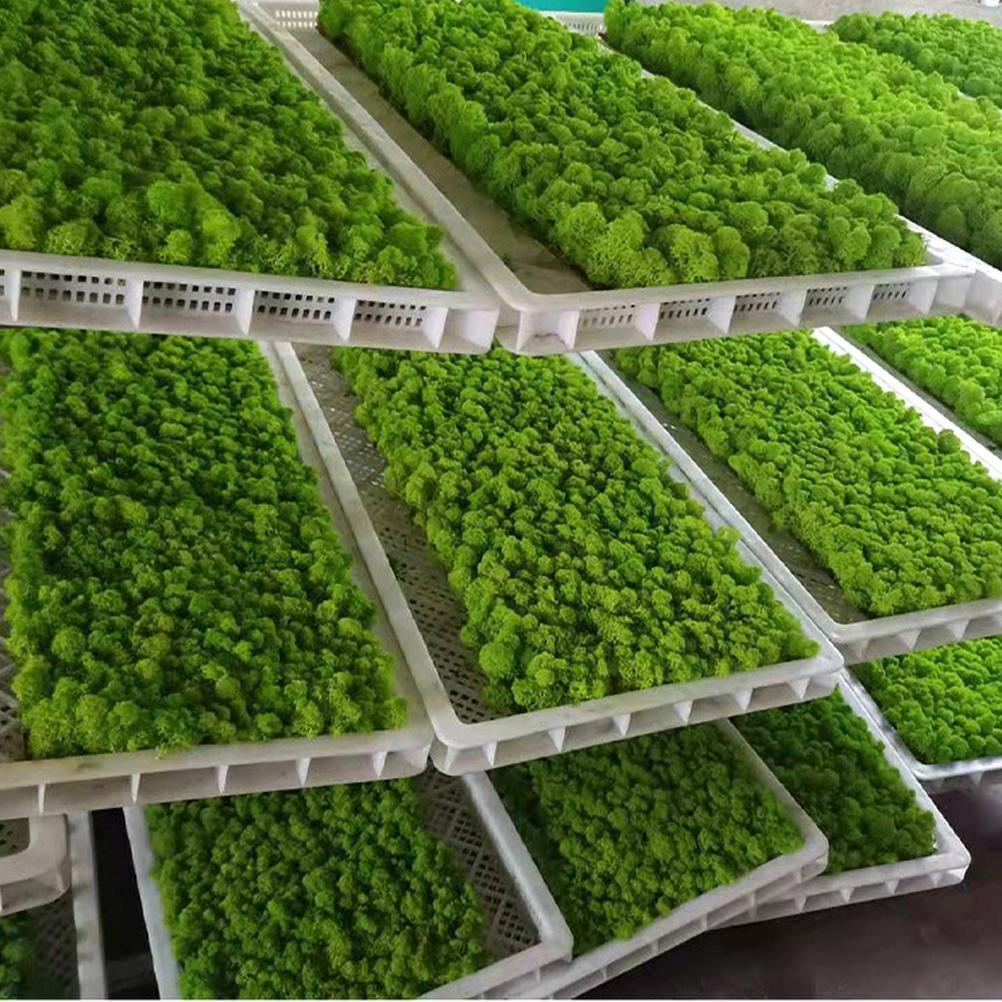 New Preserved Decorative Moss Natural New Preserved Moss For Home Decoration US