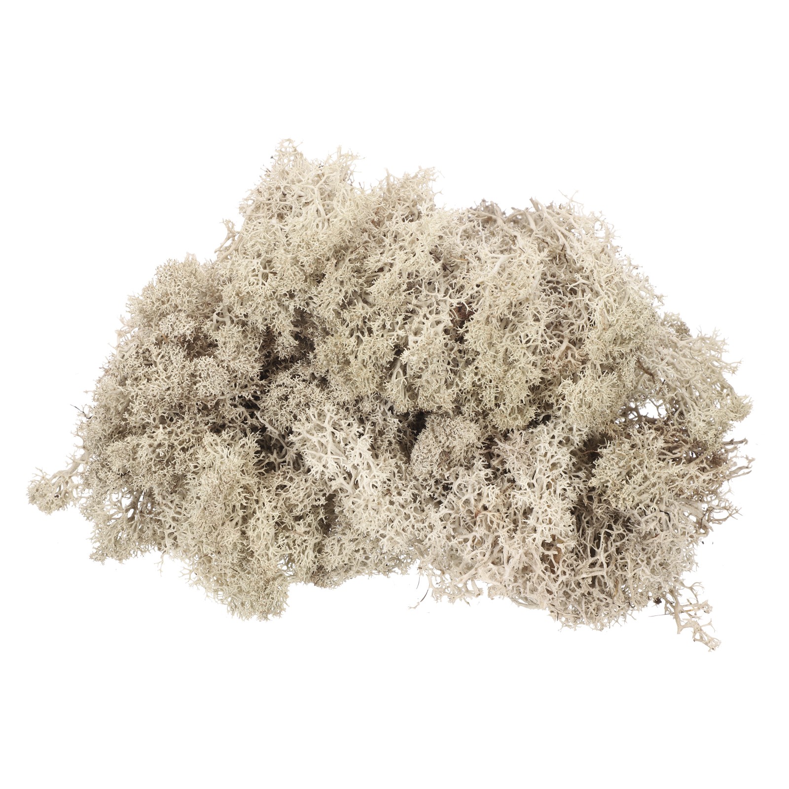 7.4oz Preserved Reindeer Moss, Natural Beige  Decorative Artificial Fake Moss