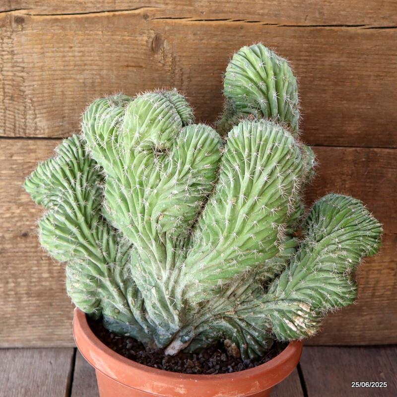 D4833 POLASKIA CHICHIPE CRESTED pot20-H30-W32 cm MaMa Cactus