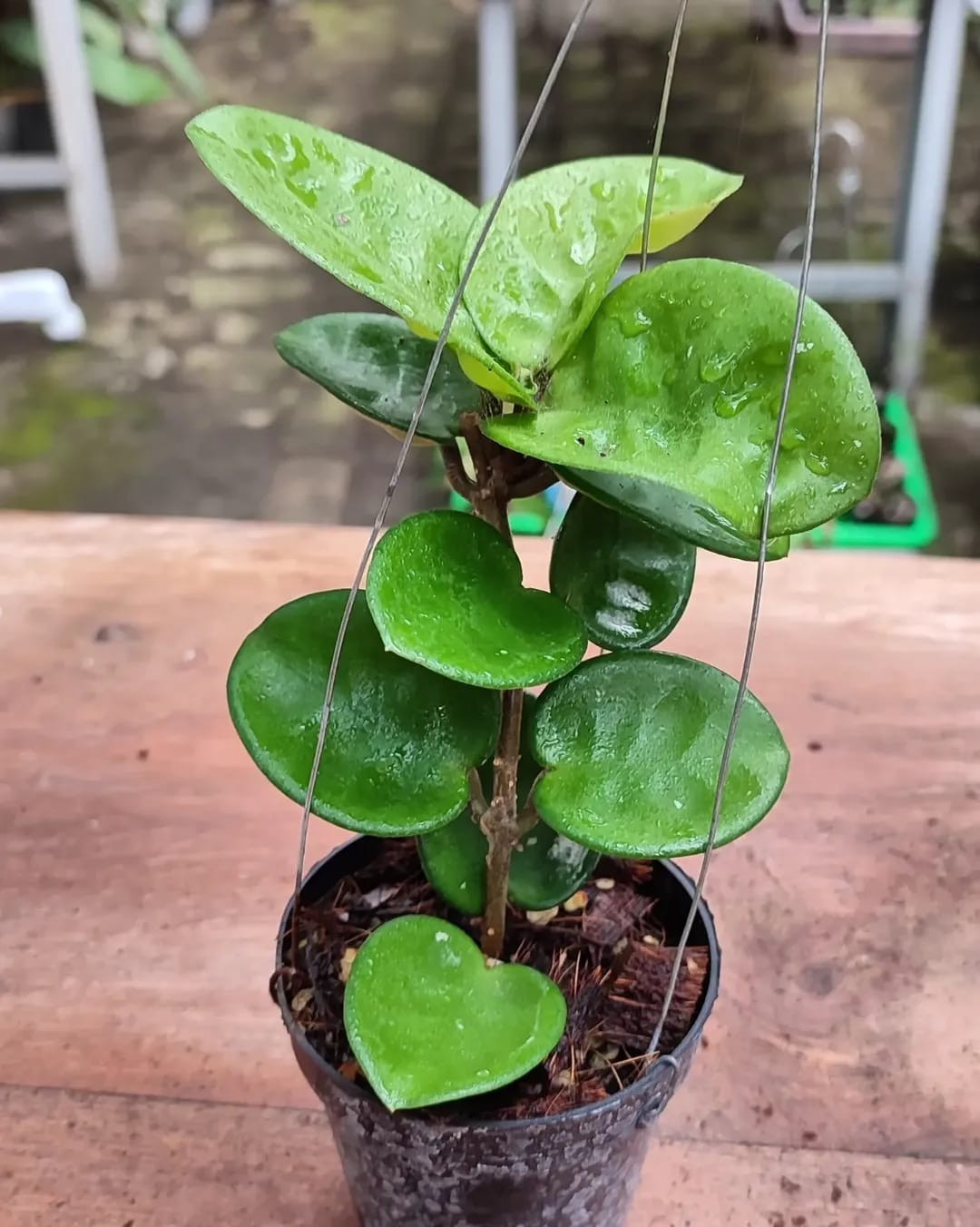 Hoya Carnosa Clinton Jade Rare Tropical Wax Plant