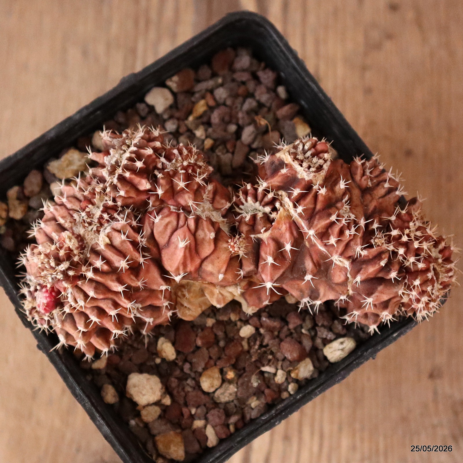 D5647 GYMNOCALYCIUM MIHANOVICHII CRESTED pot9-H4-W9 cm MaMa Cactus