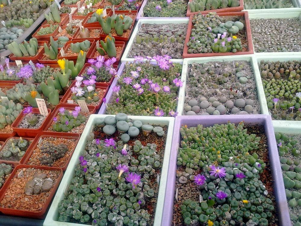 CONOPHYTUM MIX SEEDS 100 PCS 2022 harvest /approximately 20 species/