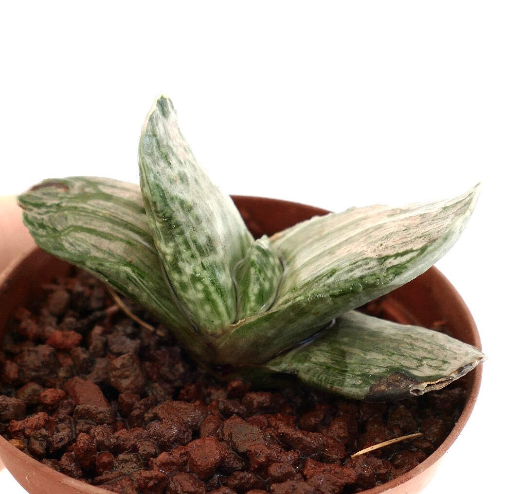Gasteria marmorata ‘ARAISO EX-JAPAN’ x NO MATZU VARIEGATED – Marbled gasteria |