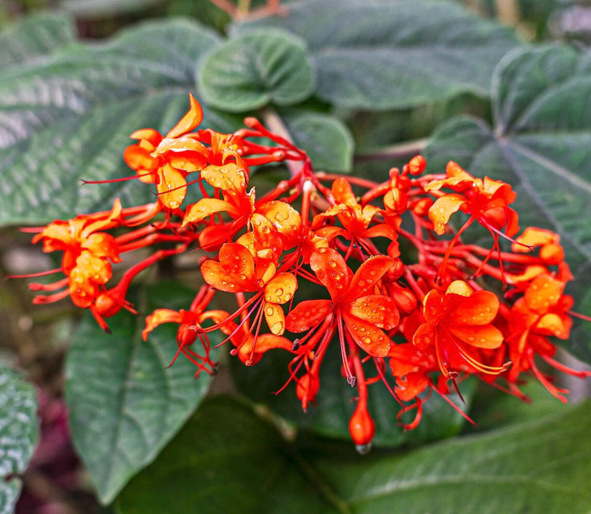 Clerodendrum speciosissimum 20-60cm | Java Glory Bean – Java Glory Bean | Flamin