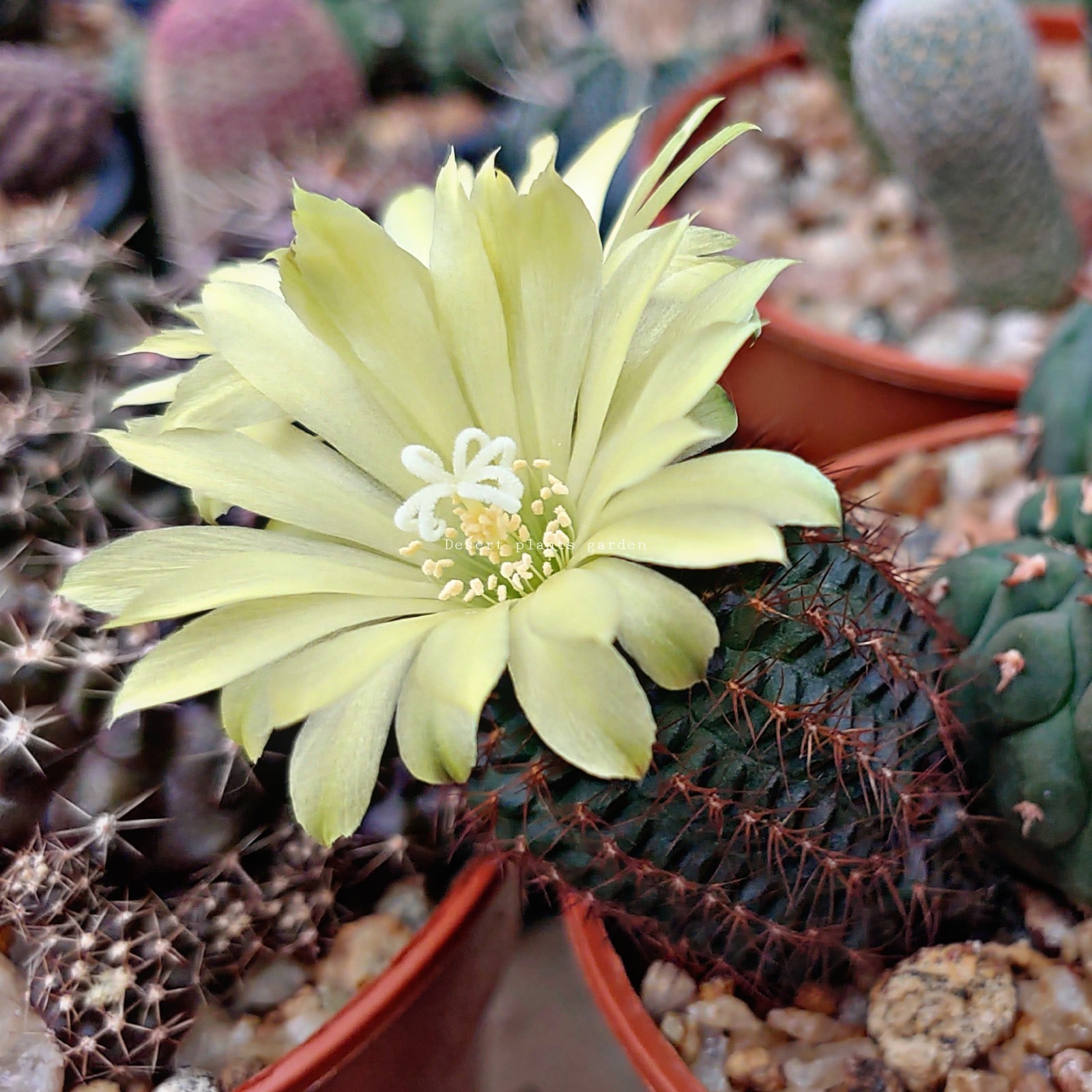 Frailea angelesii (P390) 25seeds