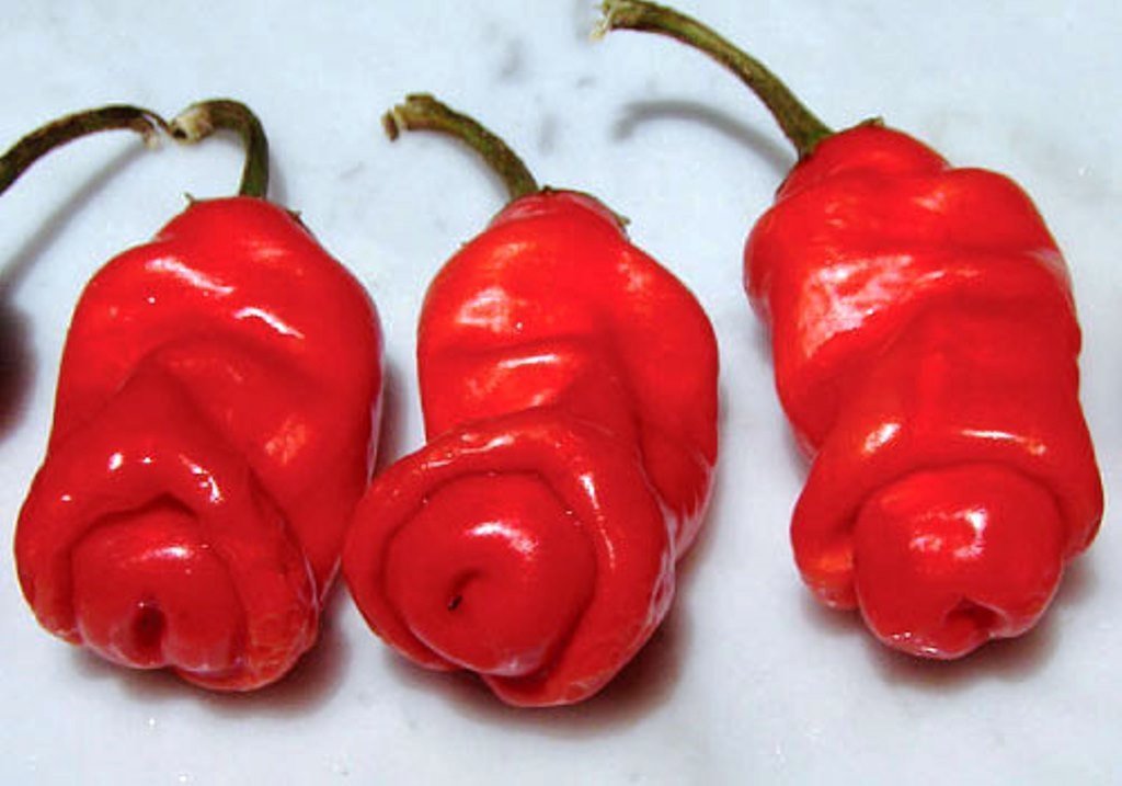 100Pcs SE EDS Peter Pepper Heirloom Hot pepper NON GMO Se eds