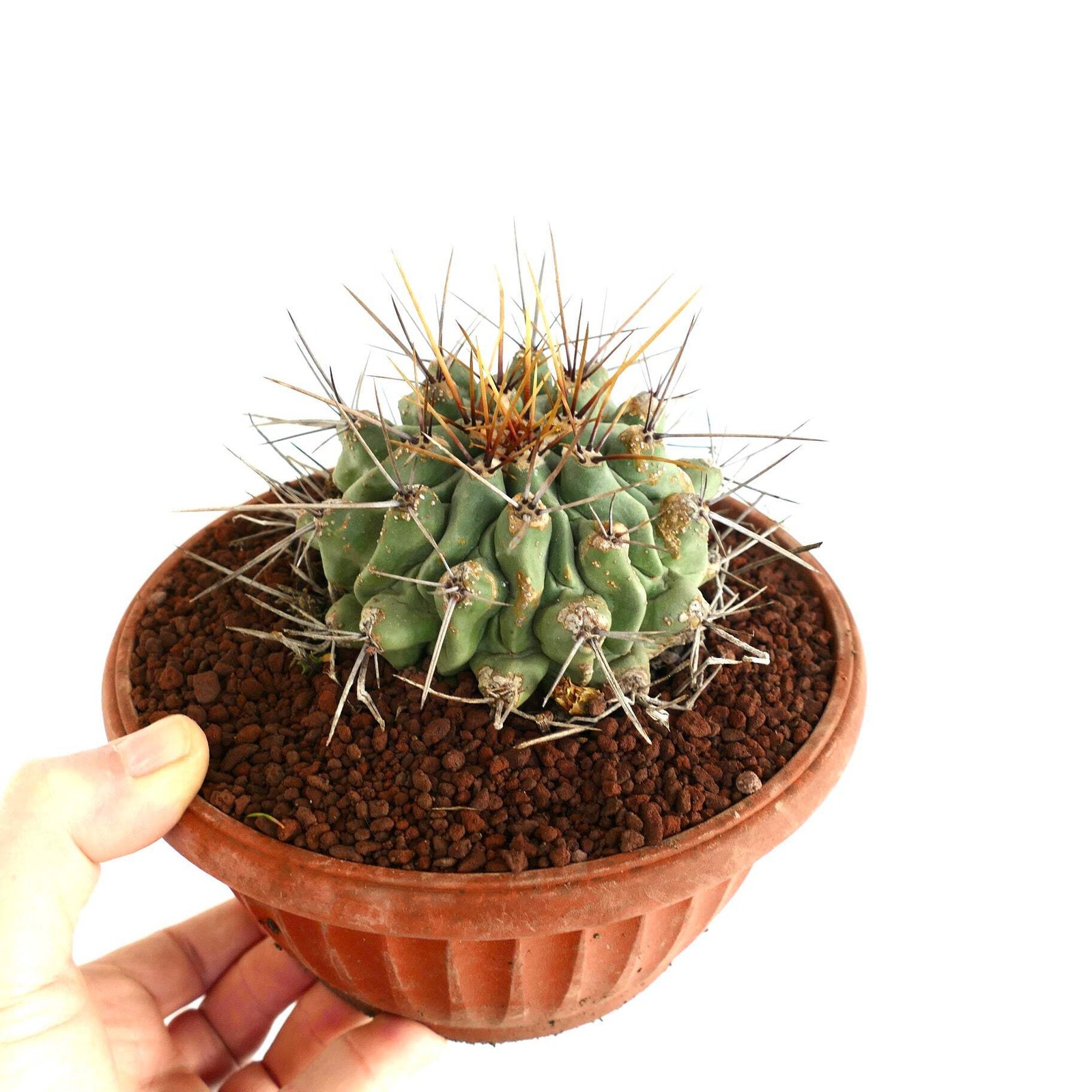 Thelocactus rinconensis LONG SPINES SELECTED – Rincon cactus | Thelocactus