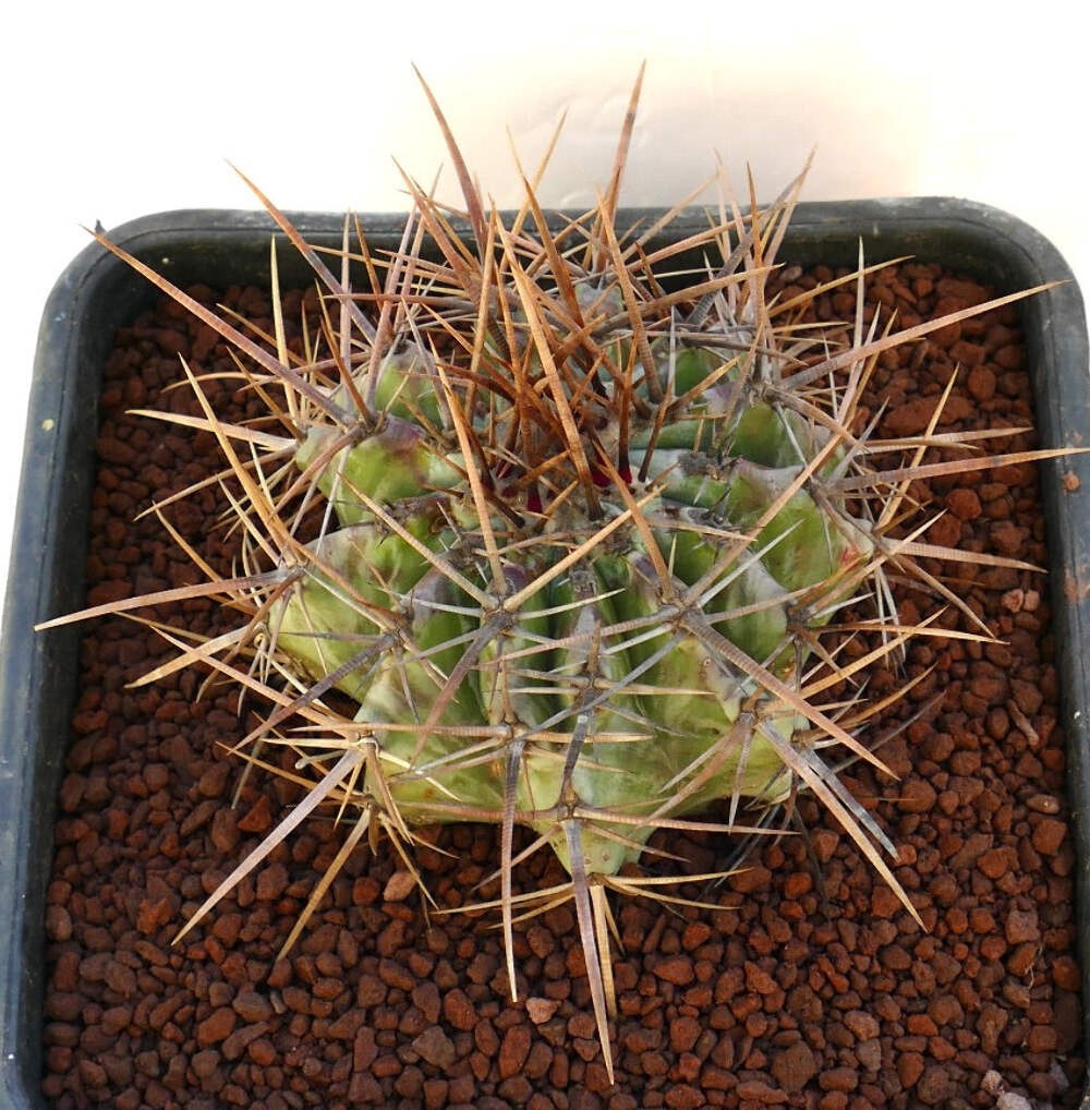 Echinocactus ingens STRONG SPINES 19cm – Giant barrel cactus | Mexican giant cac