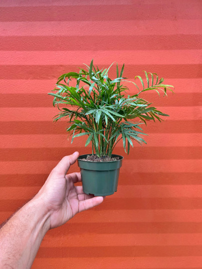 Parlor Palm in 4″ Pot – Chamaedorea elegans – Neanthe bella | Live plant