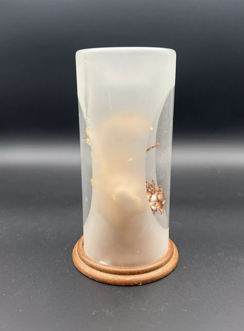 Vintage Terrarium Dome Display Dried Flowers Wood Base 1970s 7.75”