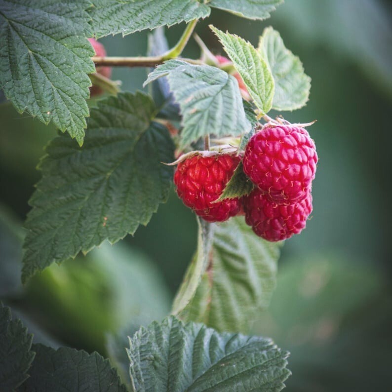 10+ Seeds Raspberry Organic Seeds, Heirloom, Open Pollinated, Grow In-Outdoors