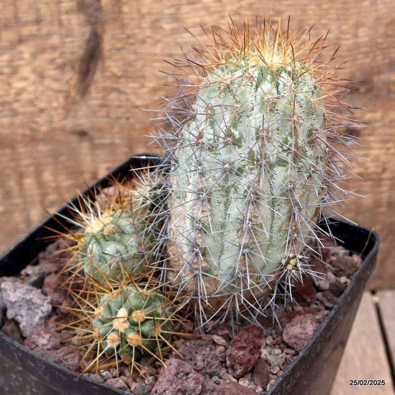 D3791 COPIAPOA HASELTONIANA pot14-H14-W11 cm MaMa cactus