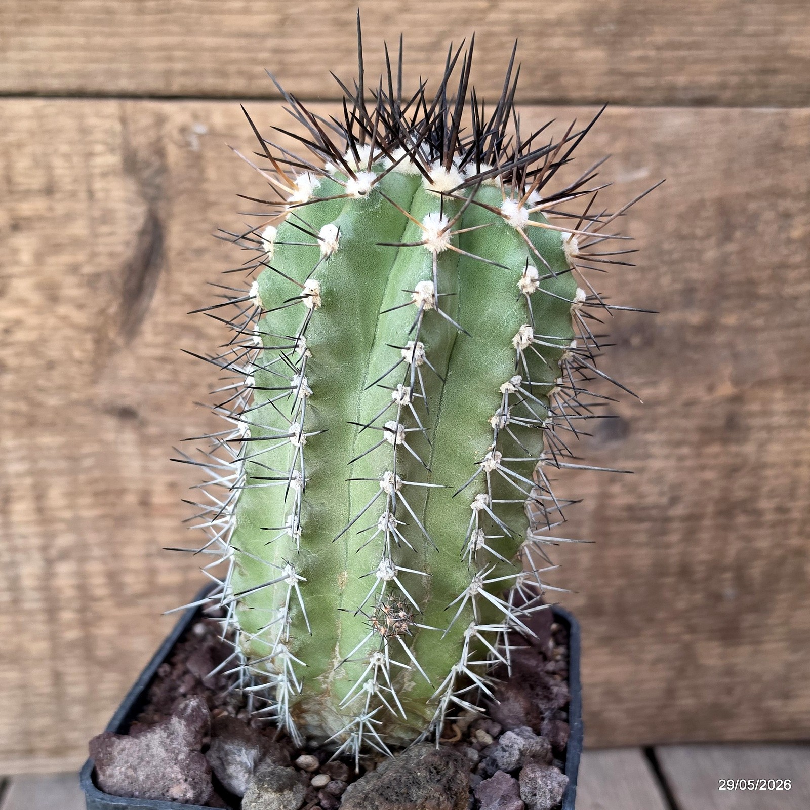 D3276 COPIAPOA STREPTOCAULON pot10-H13-W11 cm MaMa Cactus