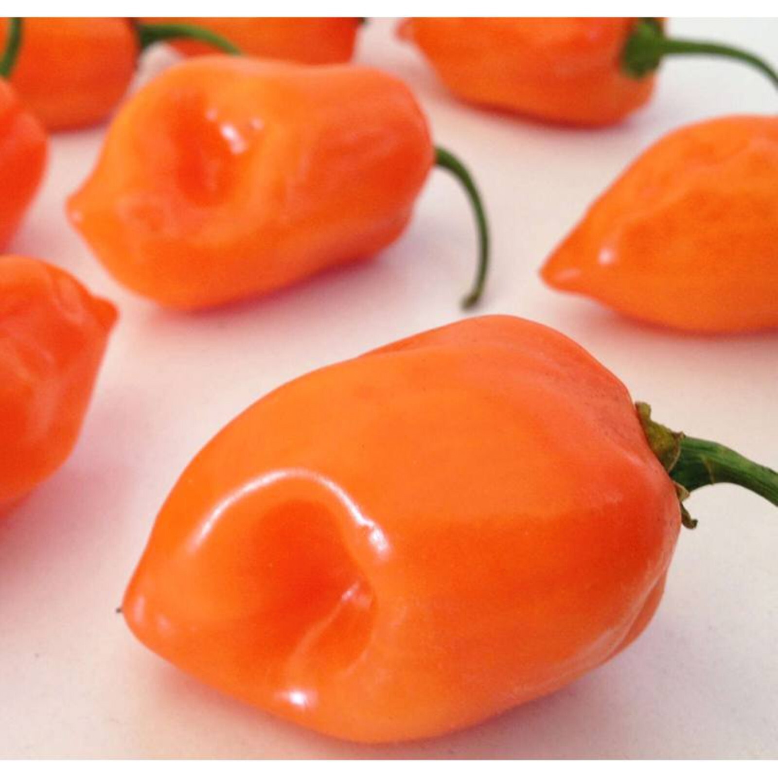 30 Habanero Orange Devil Seed Chili 100% Guaranteed
