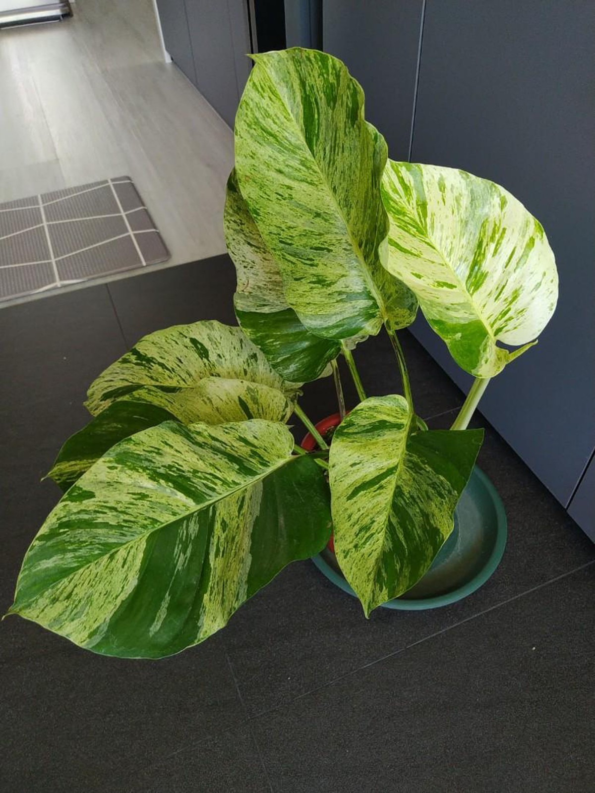 Epipremnum Pinnatum Marble Variegated Houseplant Rare Plant