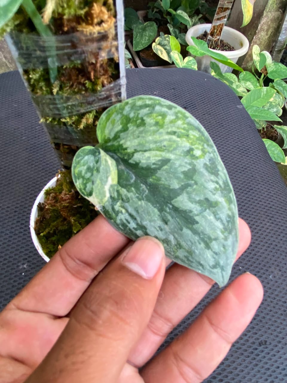 Scindapsus geulis three colour, Rare Variegated, Real Picture, Aroid Houseplant