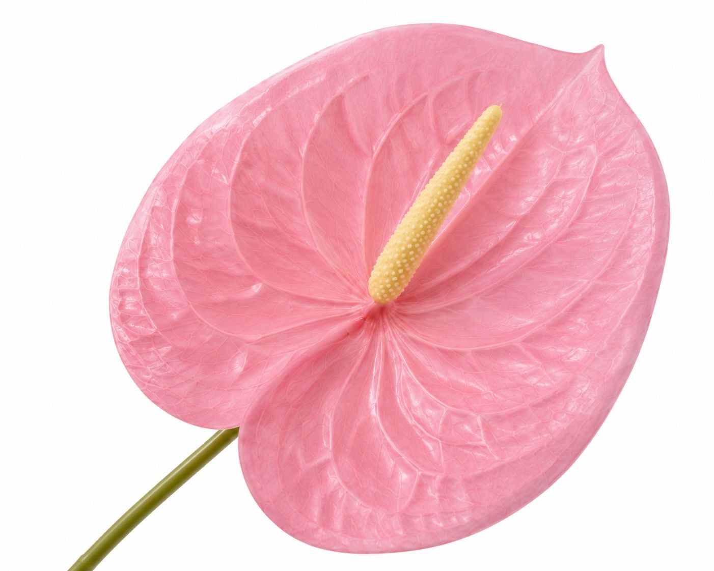 Pink Real Touch Anthurium Stem 20 Inch Faux Tropical Flower Artificial Blush Flo