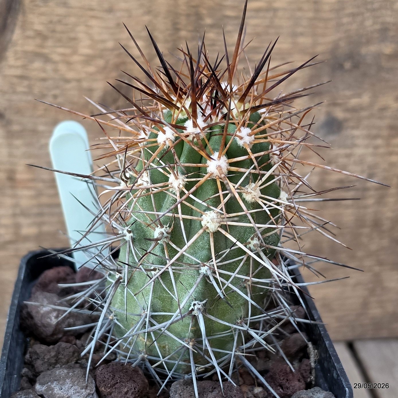 D3423 COPIAPOA PENDULINA pot10-H11-W5,5 cm MaMa Cactus