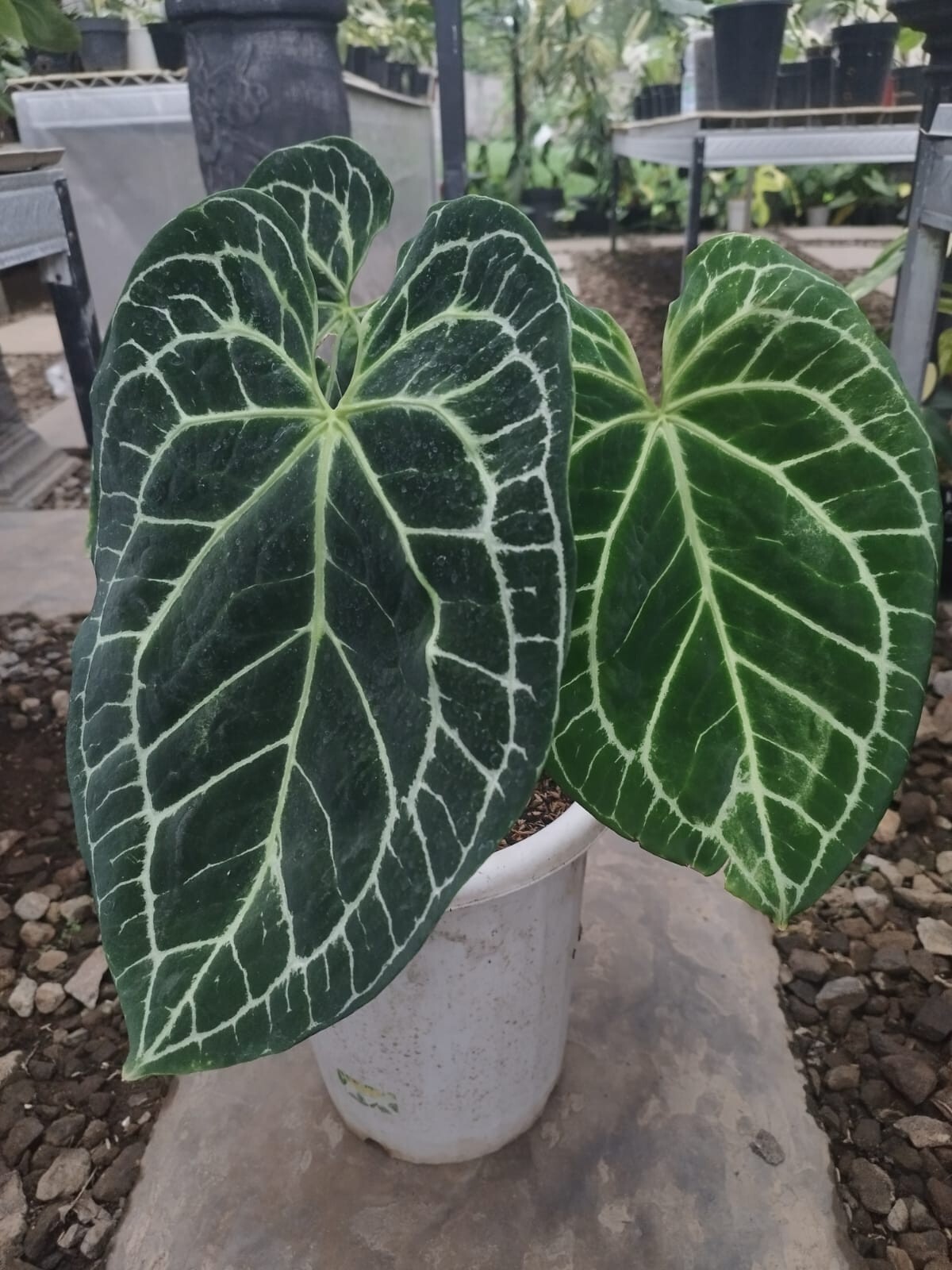 Anthurium King Clarinervium Big Leaves