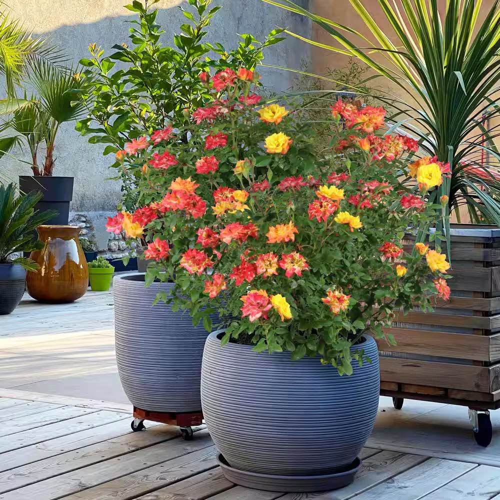 2.5 In. Sunblaze Rainbow Mini Rose Bush with Yellow-Orange-Red Flowers (3-Pack)