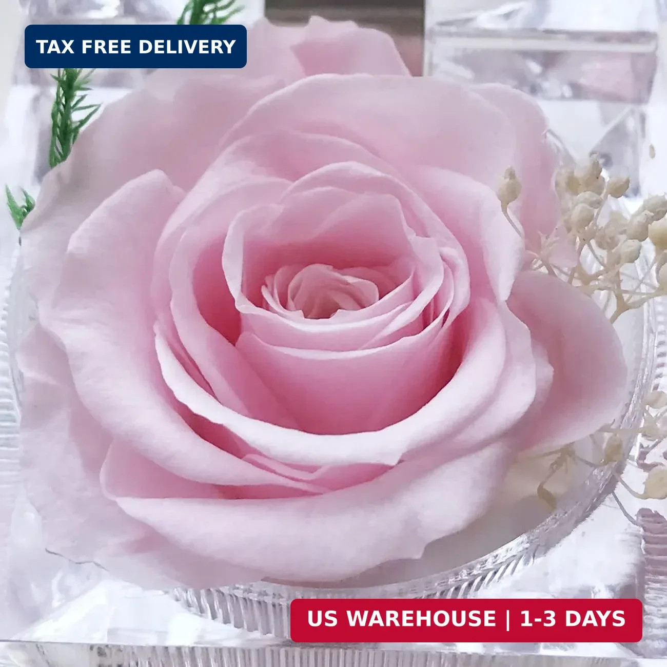 Preserved Rose Real Forever Rose in Mini Clear Ring Box, Eternal Flower Rose Gif
