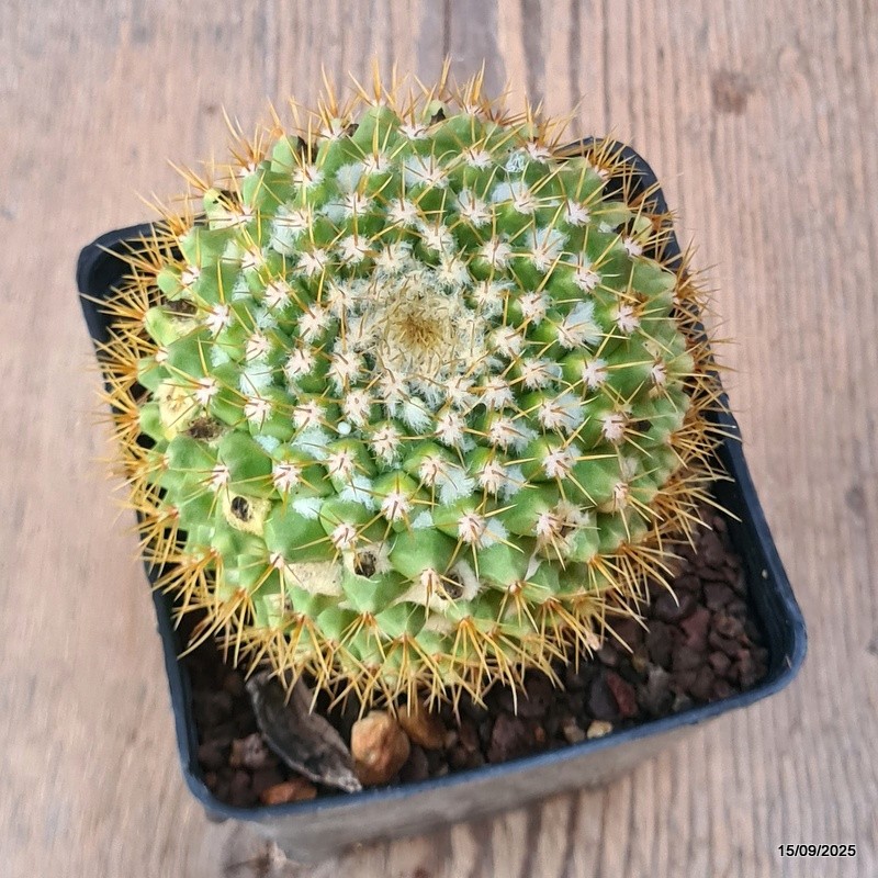 D6431 MAMMILLARIA MARKSIANA pot9-H8-W9 cm MaMa Cactus