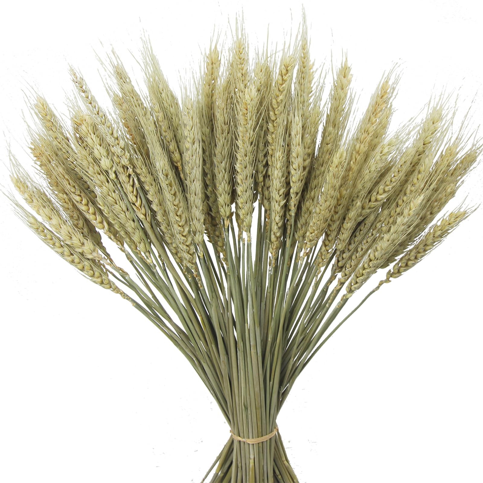 100 Pcs Dried Wheat Stalks Bundle Grass Natural Green Dried Wheat Sheaves Ste…