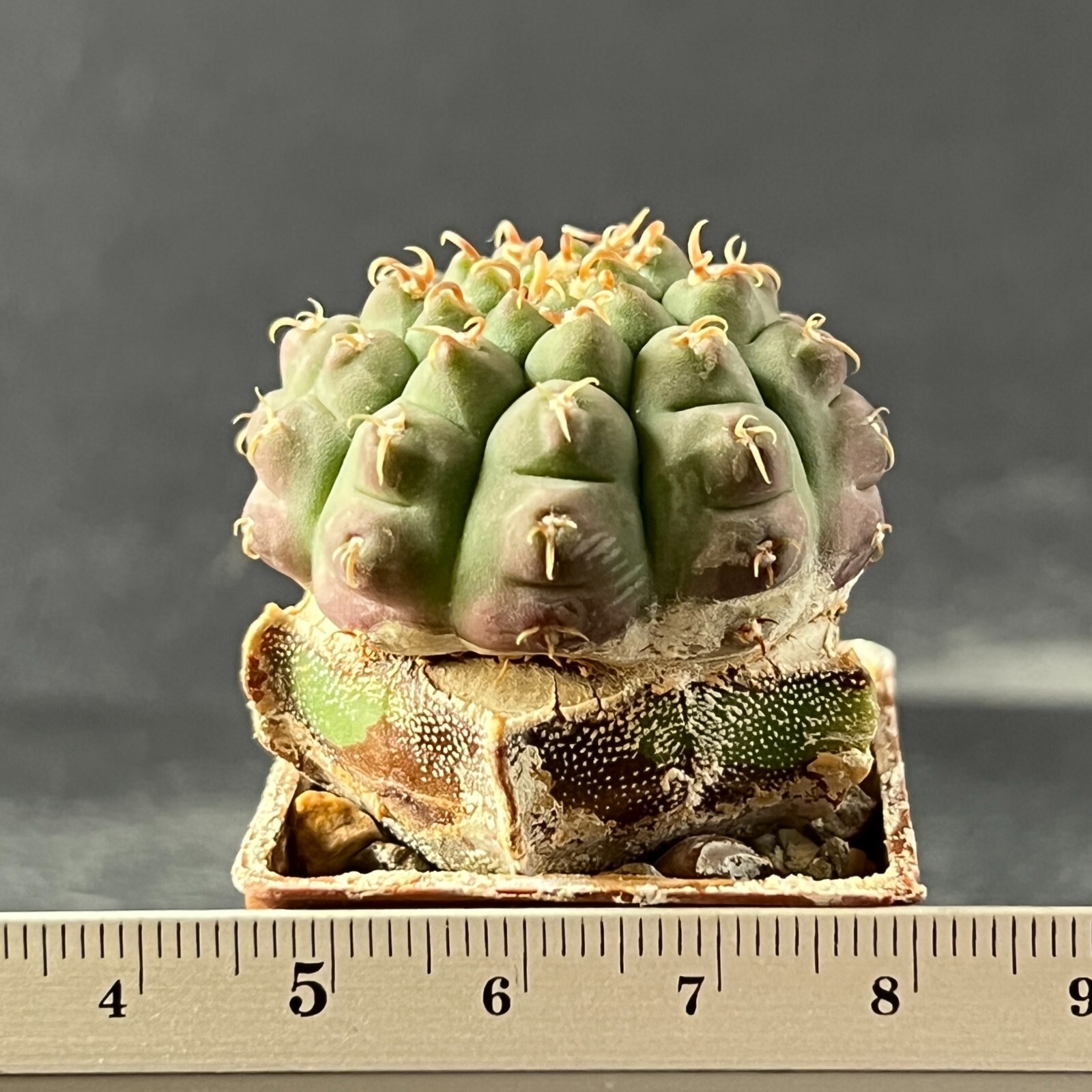 A7-1266. Gymnocalycium vatteri v. unguispinum (Grafted