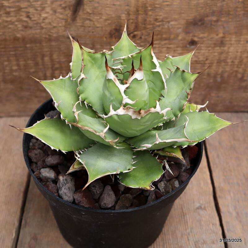 D163 AGAVE TITANOTA pot18-H14-W19 cm MaMa Cactus